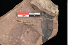 Foto (Detailsansicht) von Quercus palaeoilex Ettingshausen (NHMW-GEO-2024-0188-0807)